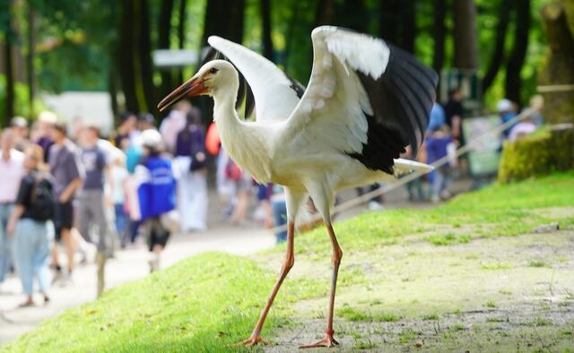 Erstes Lauf und Flugtraining bei den Störchen | Foto: Wildpark Schwarze Berge
