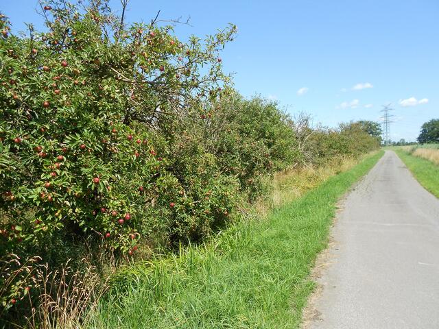 Eine der Obstplantagen, bei denen nach Ansicht der Linken problemlos Pflücktage ausgerichtet werden können | Foto: Linke