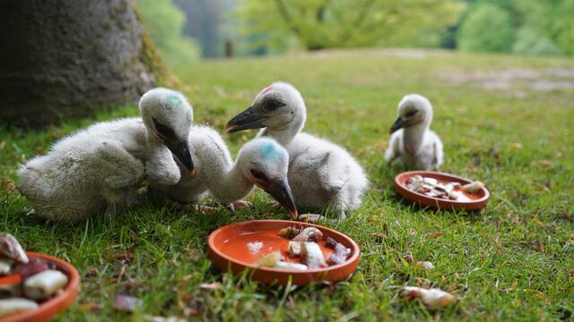 Fütterungszeit bei den zwei Wochen alten Störchen im Wildpark Schwarze Berge | Foto: Wildpark Schwarze Berge