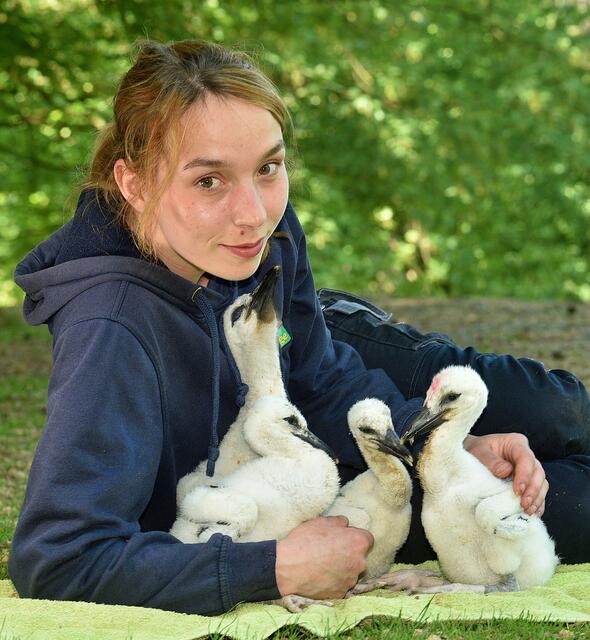 Falknerin Kimberly Wöhrmann hat bei der Aufzucht der Beatles mitgeholfen | Foto: B. Blumenthal
