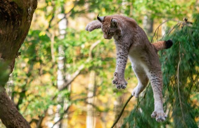Verspielte Luchse freuen sich auf Luchstag im Wildpark Schwarze Berge | Foto: T. Schomers