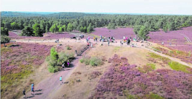 Der Brunsberglauf führt die Teilnehmer durch die wunderschöne Heide | Foto: Jannik Schacht