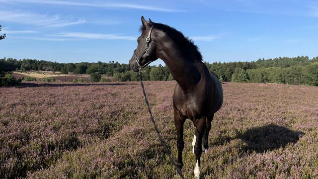 ,,Woody“ auf dem töps  | Foto: Iris‘ Raible aus Handeloh
