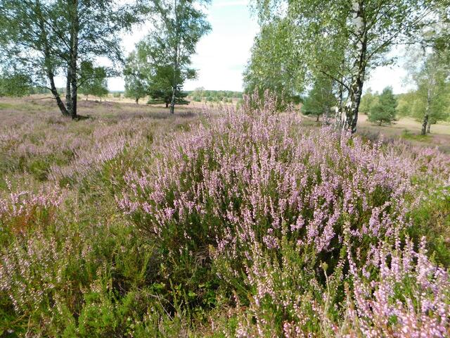 Die Weseler Heide | Foto: Hermann Passe aus Marxen