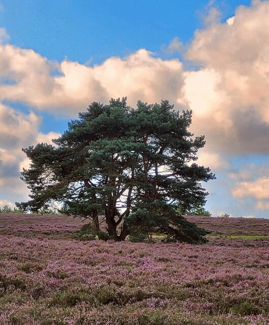 In der Fischbeker Heide  | Foto: Waltraut Rüter aus Neu Wulmstorf