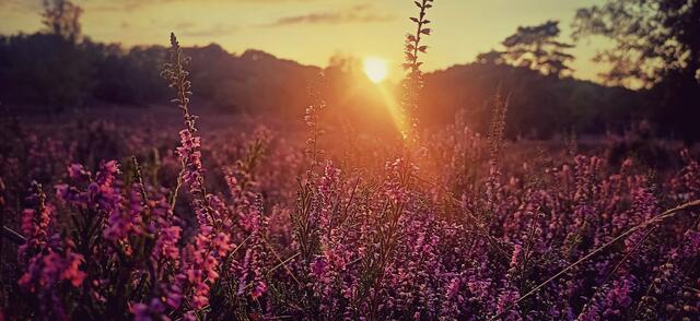 Aufgenommen beim Abendspaziergang in der Fischbeker Heide | Foto: Jette Rogge aus Neu Wulmstorf