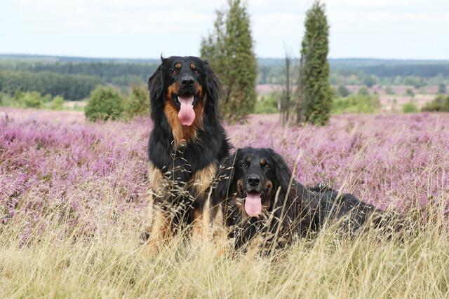 Familienhunde Gismo und Nala in der Döhler Heide | Foto: Volker Bünning aus Seevetal