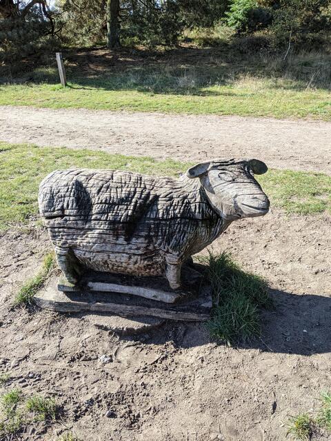 Schaf, im Peitzmoor bei Schneverdingen | Foto: Renate Wendt aus Wulfsen