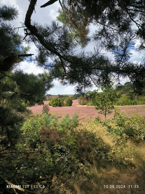 Von Oberhaverbeck auf dem Heideschleifenweg nach Tütsberg
 | Foto: Bettina Henk aus Seevetal