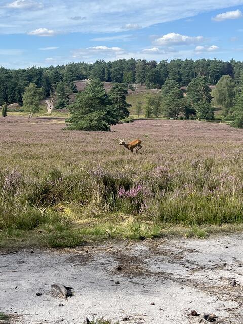 Reh in der Heide | Foto: Holger Graw