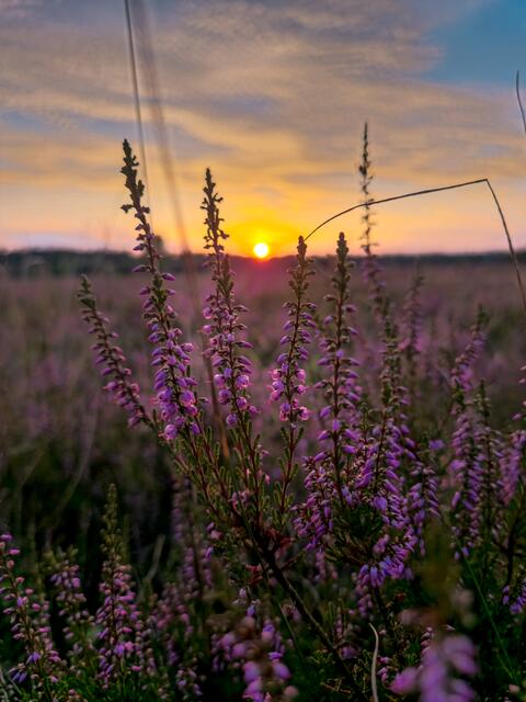 Sonnenuntergang in der Weseler Heide  | Foto: Jana Schwamborn aus Schierhorn 