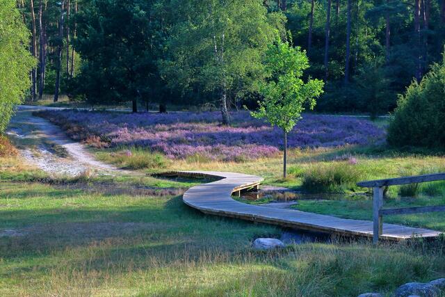 Heideblüte rund um den Pferdekopf im Büsenbachtal | Foto: Joachim Soltau aus Buchholz