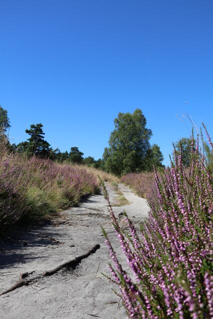 Heide im Büsenbachtal  | Foto: Stephanie Heinze aus Buchholz