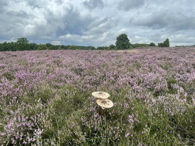 Impressionen aus der Weseler Heide | Foto: Daniela Neugebauer aus Seevetal Hittfeld