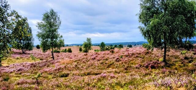 Heide zwischen Undeloh und Sudermühlen  | Foto: Günter Gebert aus Seevetal