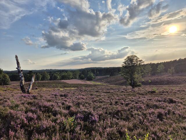 Der Blick vom Brunsberg | Foto: Sandra Dietrich aus Buchholz