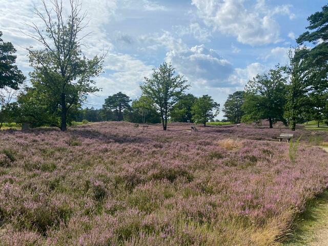 Heide Hühnnengräber-Behringen | Foto: Lothar Schleicher aus Winsen