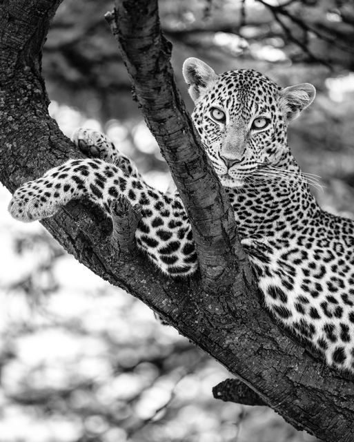 "In the eye of the Leopard" | Foto: Olli Elf