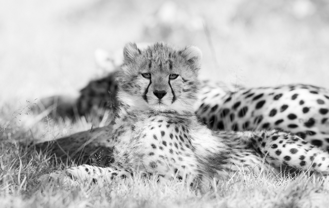 "Little Sunshine": Auch auf Baby-Geparden trifft Olli Elf  | Foto: Olli Elf