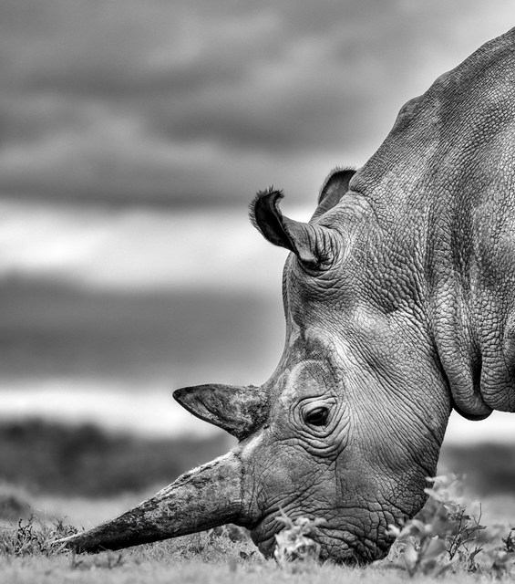 Eine der letzten nördlichen Breitmaulnashörnern auf der Welt: Najin | Foto: Olli Elf