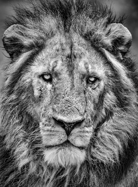 Der Fotograf Olli Elf reist durch Afrika um spektakuläre Tierporträts, wie das Bild von diesem Löwen mit dem Titel "Fifty-Five", zu machen | Foto: Olli Elf