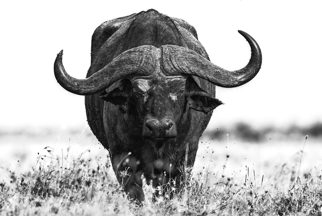 "Who is faster": Eine Begegnung mit einem Büffel-Bullen kann gefährlich werden | Foto: Olli Elf