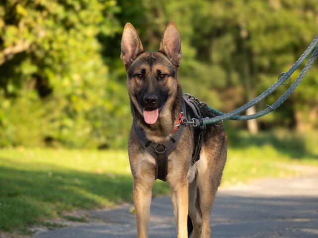Lubko gewöhnt sich schon schnell eine sein neues Leben unter Menschen | Foto: Strays of Streets e.V.