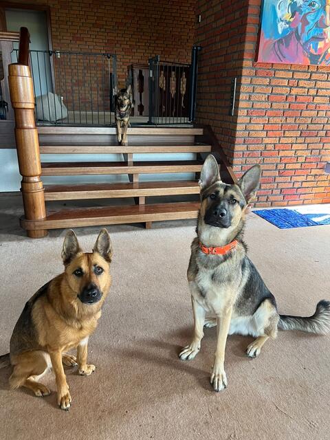 Mit anderen Hunden ist der junge Rüde noch etwas unbeholfen, lernt aber auch hier sehr schnell und gibt sich große Mühe  | Foto: Strays of Streets e.V.