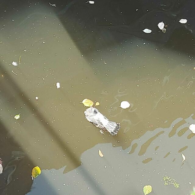 Die Tauben drohten in der Este zu ertrinken | Foto: Lilly Schneider