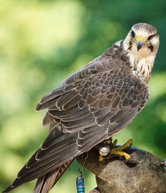 Tägliche finden beeindruckende Greifvogelschauen im Wildpark Schwarze Berge statt | Foto: Wildpark Schwarze Berge