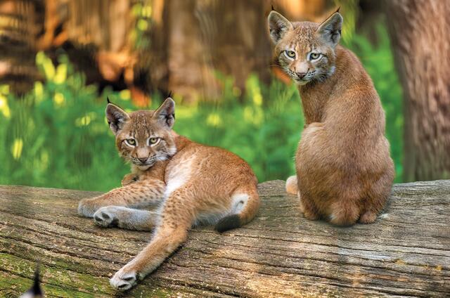 Luchs Nachwuchs freut sich auf neue Gesichter an den Zootagen im Wildpark Schwarze Berge | Foto: T. Schomes
