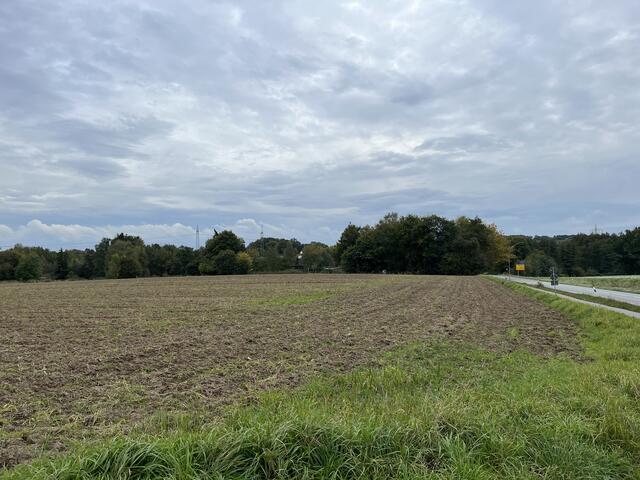 Von Hittfeld nach Emmelndorf fahrend: Das Feld rechts von der Hittfelder Landstraße soll von "Landwirtschaftlicher Nutzung" in "Wohnbaufläche" und "Sonderbaufläche" geändert werden | Foto: sra