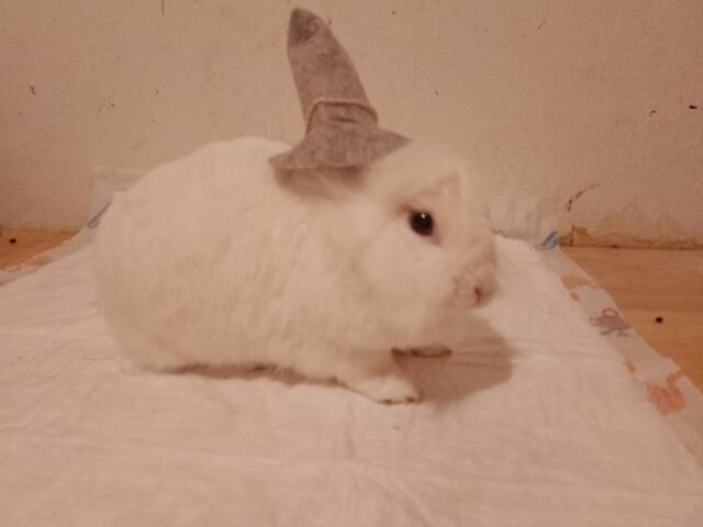 "Grüezi, ich trage zwar kein Dirndl, aber mit dem Bayernhut sehe ich doch auch fesch aus, oder? Über einen Präsentkorb (am besten mit ein paar Möhrchen) würde ich mich freuen. Liebe Grüße, Eure Keks" aus Hildesheim/Achtum | Foto: Angelika Küppers