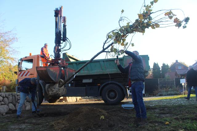 Bei der Pflanzung der neuen Linden | Foto: pm