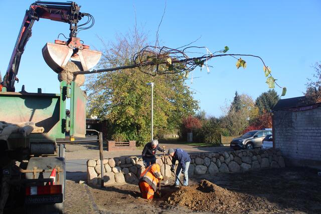 Bei der Pflanzung der neuen Linden | Foto: pm