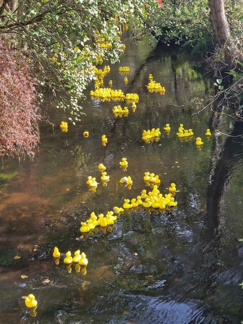 Die Enten trieben mit der Strömung | Foto: DLRG Hollenstedt