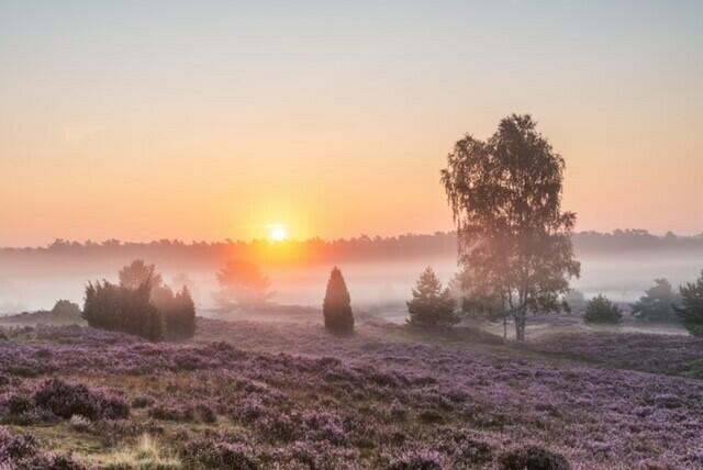 Wunderschöner Sonnenaufgang in der Heide | Foto: Dennis Karjetta 