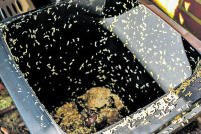 Wer mag hier schon gerne den Deckel öffnen? Nicht nur wegen des Anblicks ... | Foto: bim
