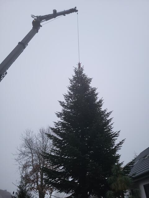 Von oben ist die Tanne bereits mit dem Kran gesichert, damit es beim Sägen keine unliebsamen Überraschungen gibt | Foto: sh