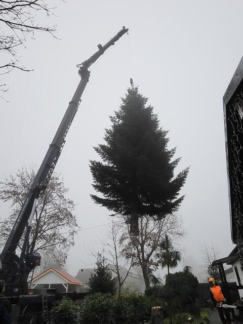 Der Baum ist ab und wird vom Kran der Firma Heidrich über den Gartenzaun gehoben | Foto: sh