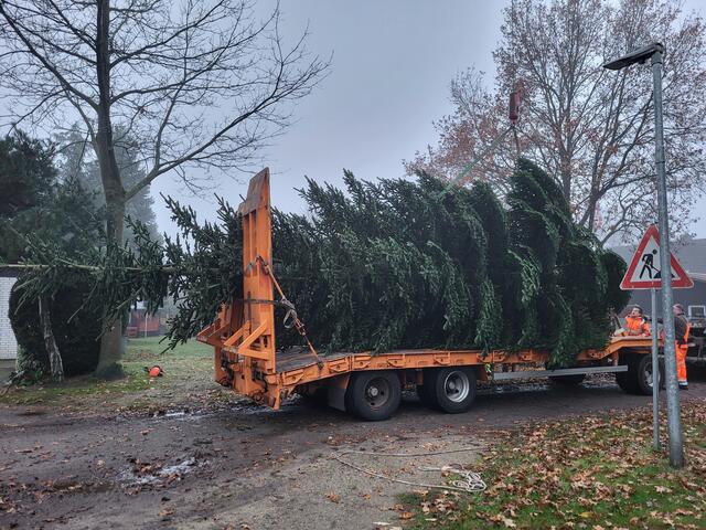 Rund 10 Meter ist die 21 Jahre alte Nordmanntanne lang | Foto: sh