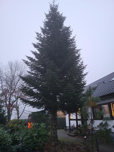 Da steht sie noch in voller Pracht | Foto: sh