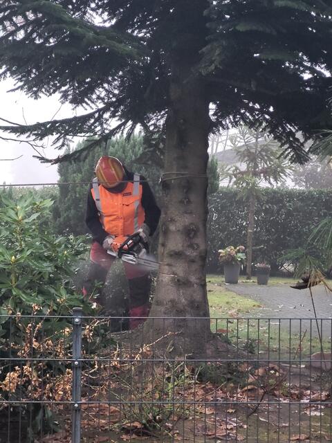 Nun geht es der Nordmanntanne an den Kragen | Foto: sh