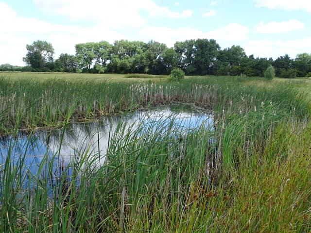 Naturnah wurden die Flächen am Drennhäuser Hinterdeich gestaltet | Foto: Landkreis Harburg