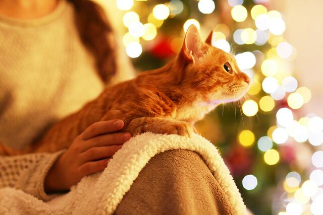 Der Tierschutz Buxtehude will auch zu Weihnachten wieder vielen Tieren helfen | Foto: panthermedia