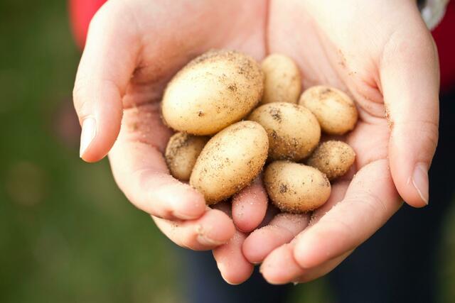 Der Kartoffelverbrauch stieg in Deutschland an | Foto: Pexels
