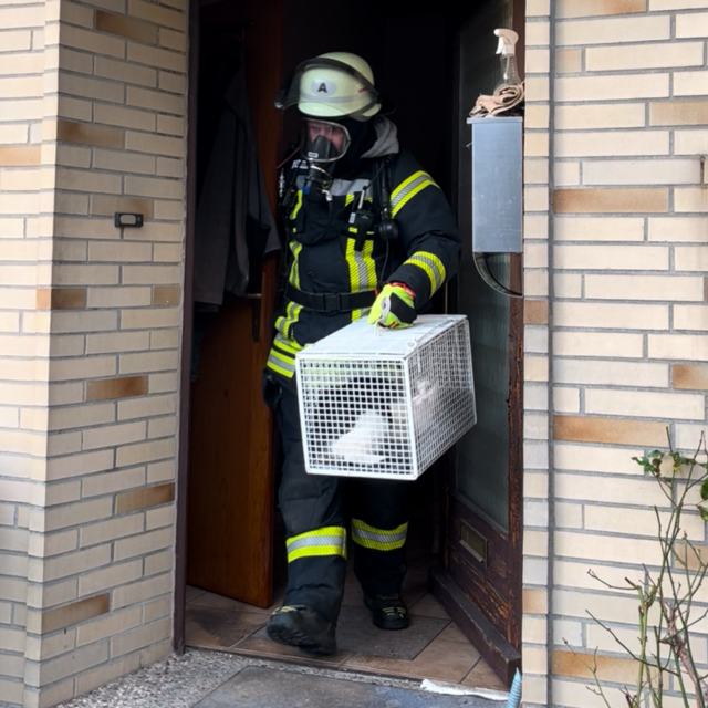 Auch eine Katze wurde durch die Feuerwehr aus dem Gebäude gebracht | Foto: Tabea Meyer / Freiwillige Feuerwehr Moisburg