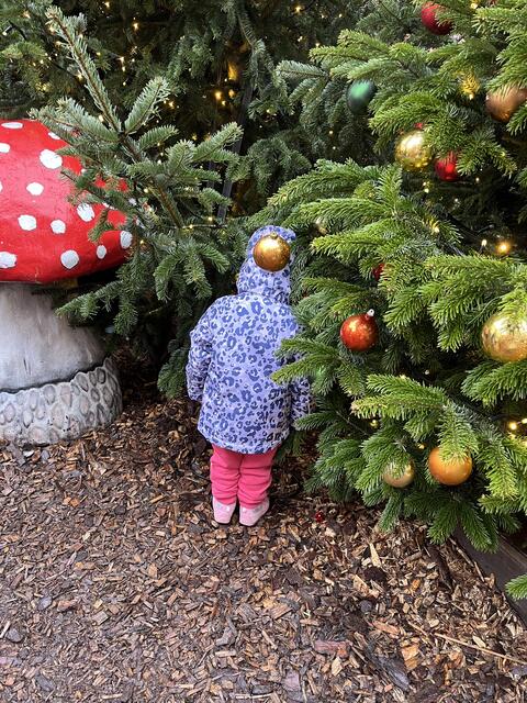 Vielleicht gibt es hinter den Tannen noch mehr zu entdecken? | Foto: sapo