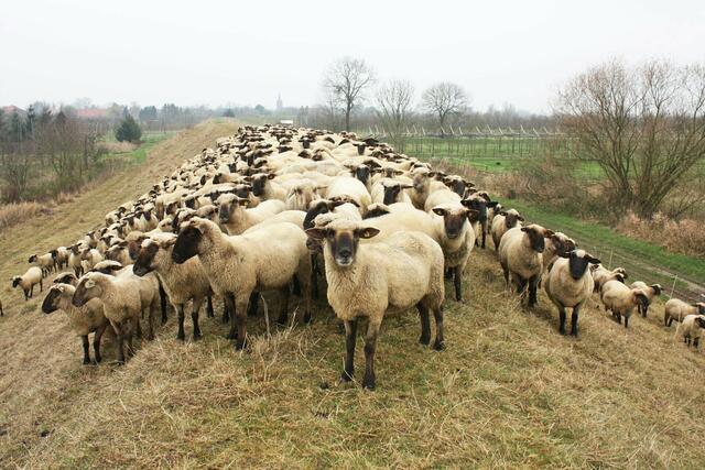 Schafe sehen nicht nur niedlich aus, sie schützen auch die Deiche und damit die Menschen | Foto: Jörg Dammann