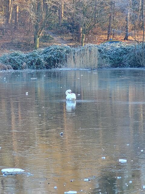 Der Schwan bewegte nur seinen Kopf und den langen Hals | Foto: sh